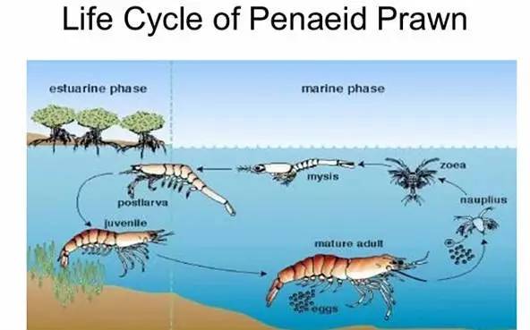 斑节对虾的生长发育需要经过复杂的变态过程,各个阶段的成活率都很低