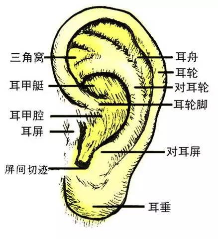 【无限极】肾开窍于耳,耳朵大小为啥会决定寿命长短!