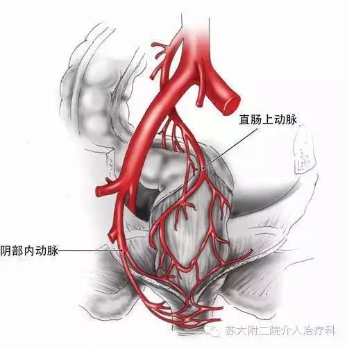 直肠周围的动脉血供