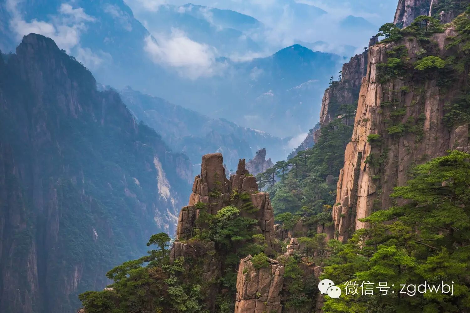 解码家禽疫病现状，专家支招防控