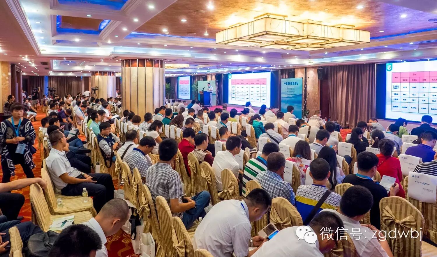 解码家禽疫病现状，专家支招防控