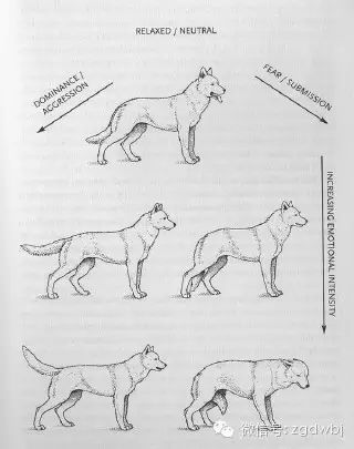 读懂狗狗的语言