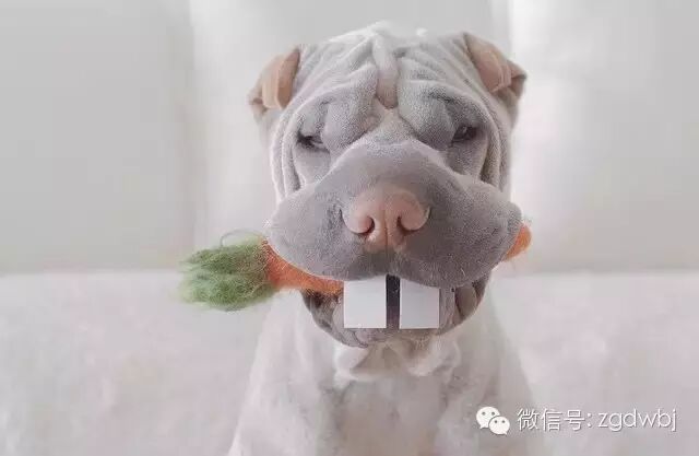 宠物十大网络名媛