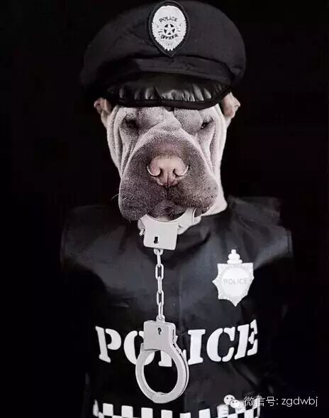 宠物十大网络名媛