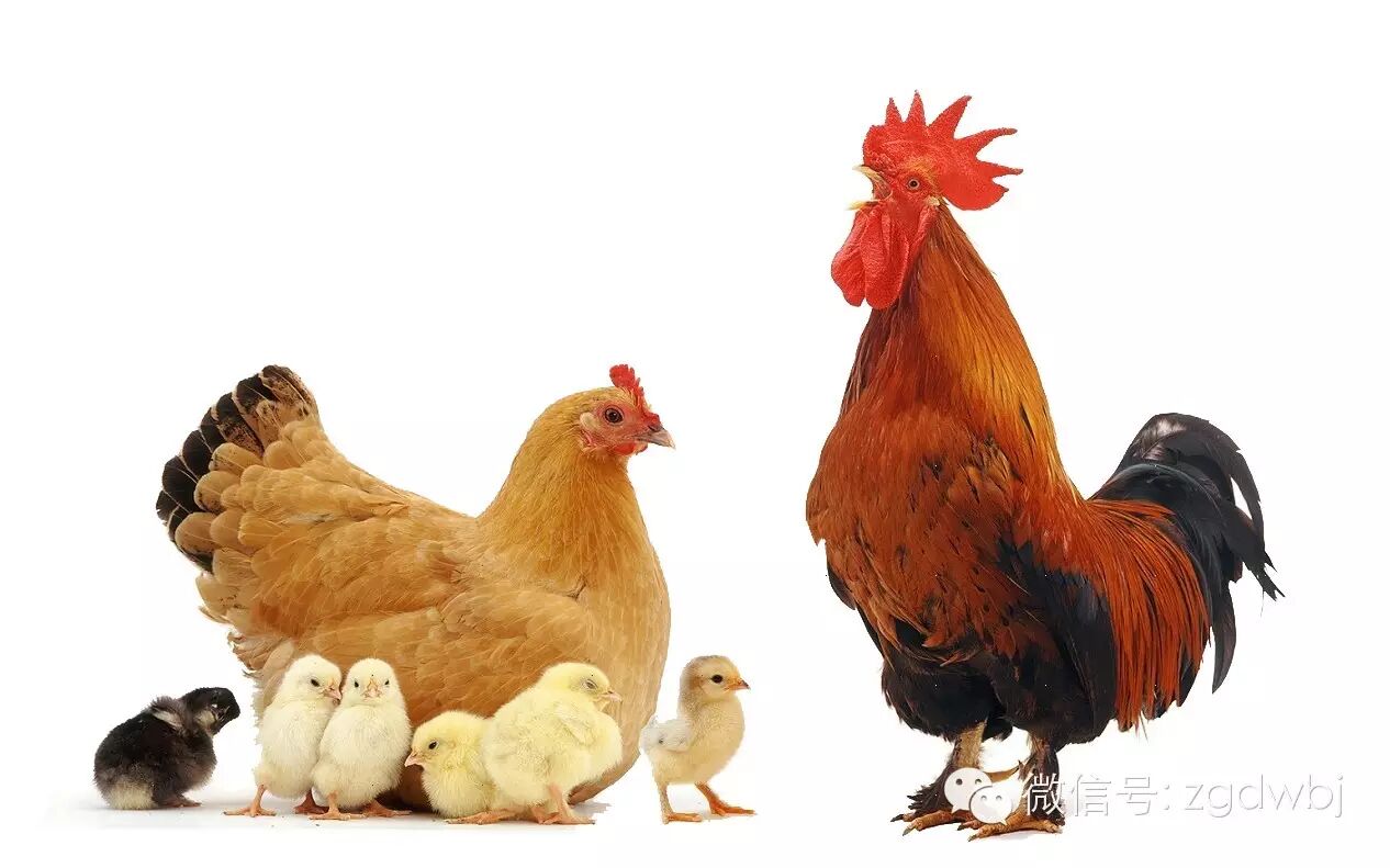 国际再报新疫情