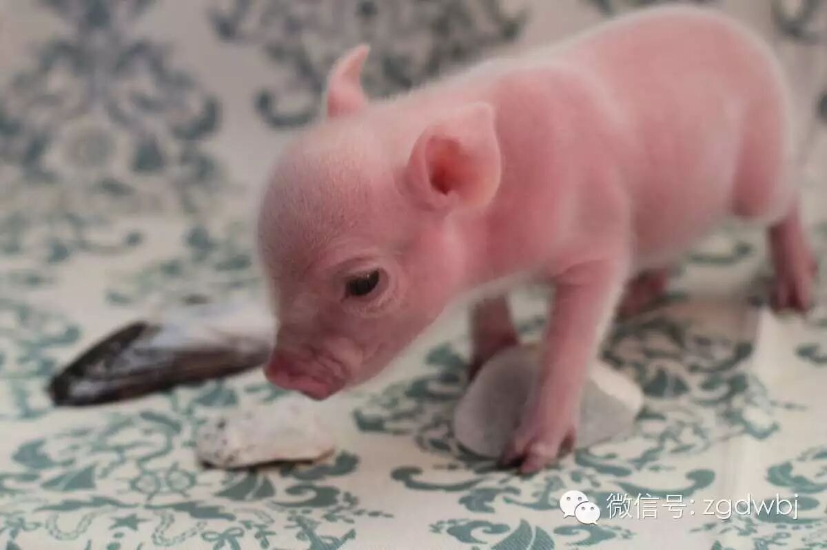 国际再报新疫情