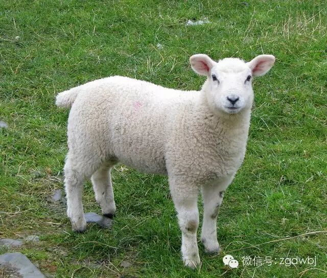 国际再报新疫情