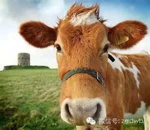 国际再报新疫情