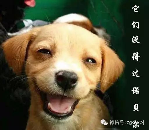 恶犬小百科——便前转圈的理由