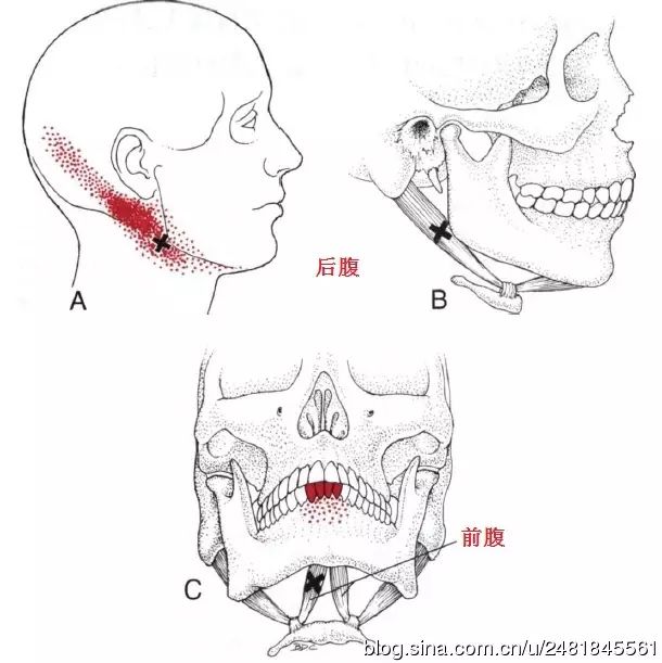 前腹起自下颌骨二腹肌窝,斜向后下方;后腹起自乳突内侧,斜向前下;两个