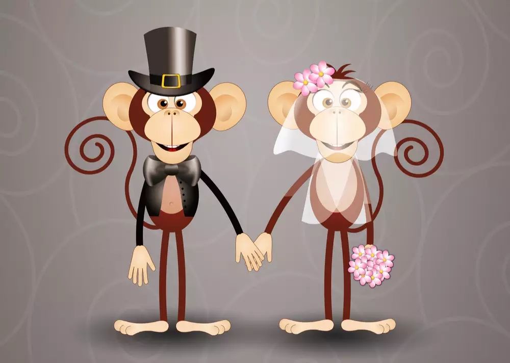 monkey"s wedding