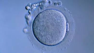 的直径至少在14～16mm以上时,才可能获得可受孕的成熟卵子(卵母细胞)