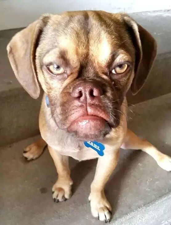 宠物十大网络名媛