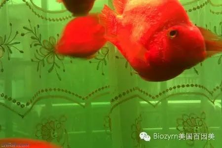 濮陽(yáng)水族館:血鸚鵡之春季疾病治療 鸚鵡魚 第1張