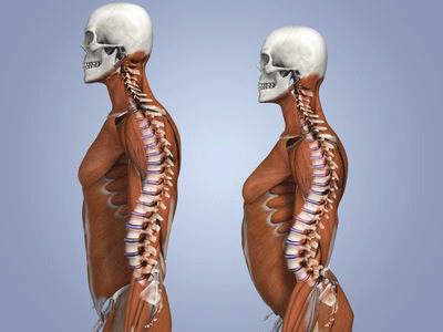融合为骶骨;4个尾椎,形成尾骨,因此在人体中能运动的脊椎骨只有24个