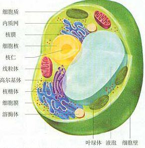 生物会考需要熟记的图例和实验的结果介绍