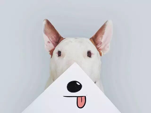 宠物十大网络名媛