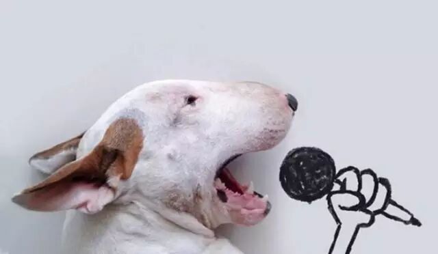 宠物十大网络名媛