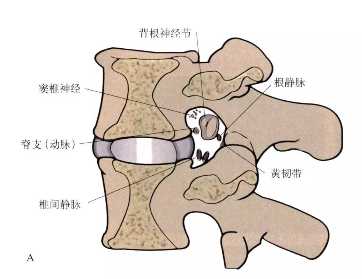 椎间孔解剖