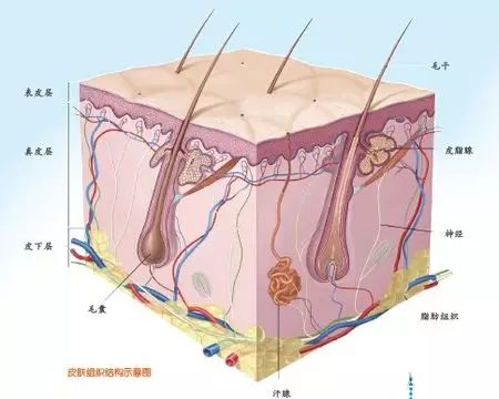 皮下层住着一些脂肪细胞.