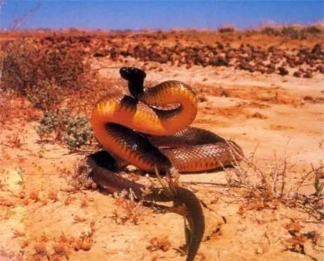 世界剧毒生物top.10大揭秘