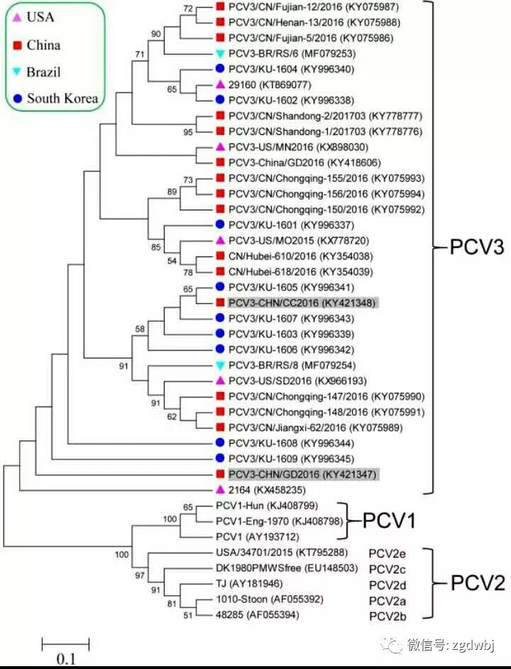 《Virology Journal》比较流行病学揭示PCV3潜在的致病机制