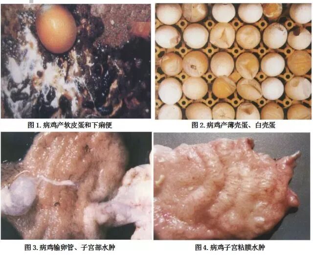 鸡减蛋综合征诊断&预防