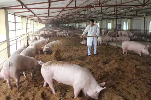 生态养猪技术要点分析