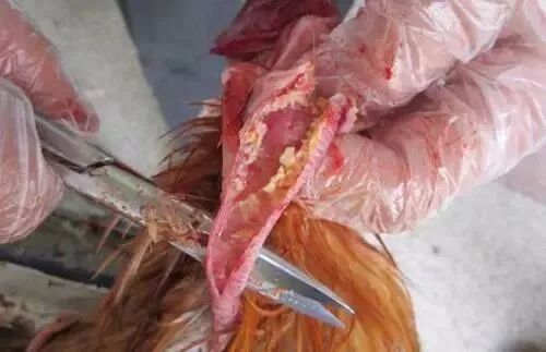 疾病多发季谨慎预防预防鸡传喉