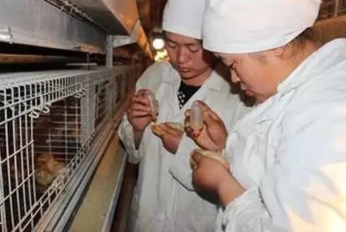 疾病多发季谨慎预防预防鸡传喉