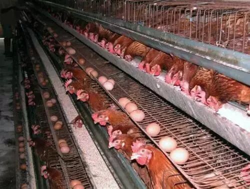 鸡传染性喉气管炎疫苗还有这几项值得关注