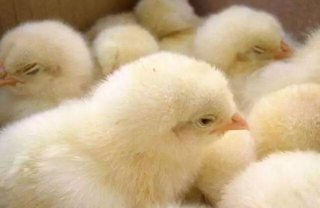 鸡传染性喉气管炎疫苗还有这几项值得关注