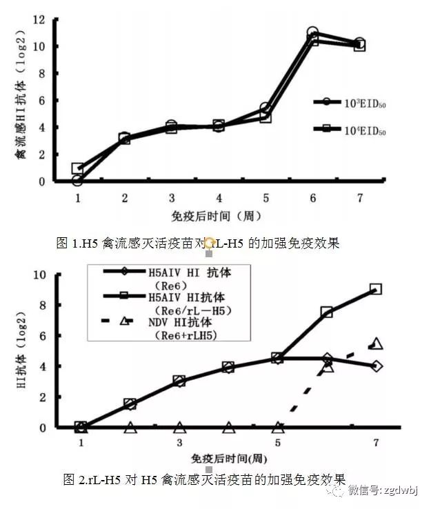 “活+死”疫苗免疫是控制禽流感的最佳方案