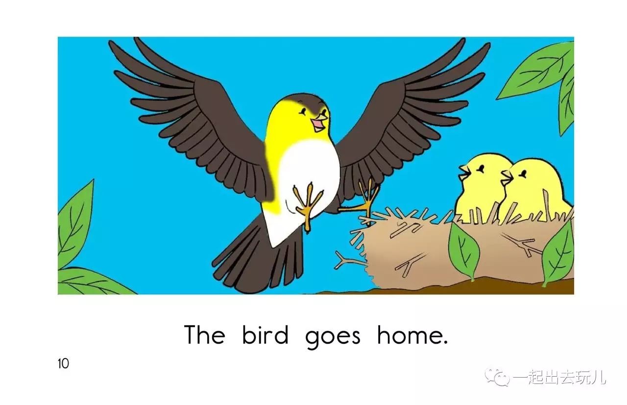 bird goes home