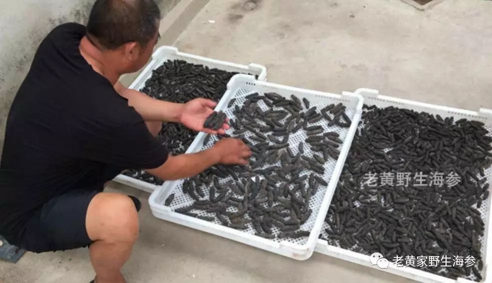 震惊! 这个淄博大姐拍案而起, 揭开了海参行业的“黑幕”!