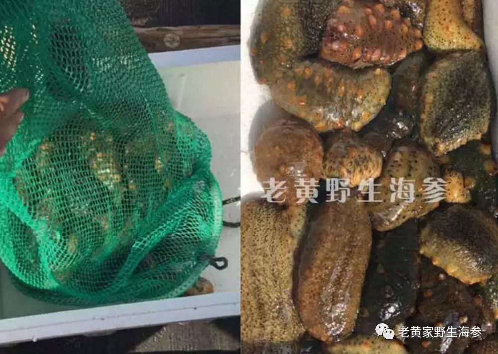 震惊! 这个淄博大姐拍案而起, 揭开了海参行业的“黑幕”!