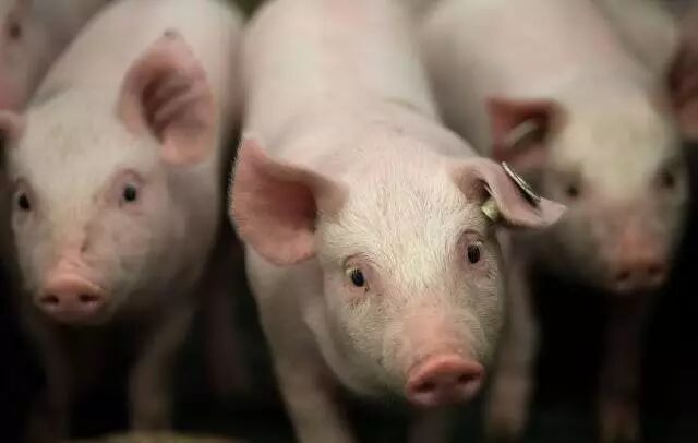 一张清单教你农场评估圆环疫苗的方法！