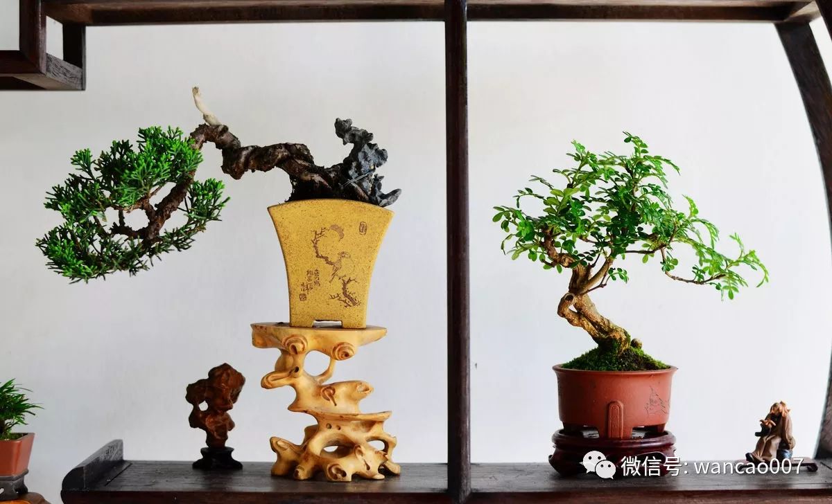 盆景的装饰方法分为配石,配盆,配人物,三者结合的话会使盆景更加美观.