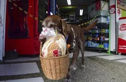 狗狗化身超市外送员，竟能记住几十个地址
