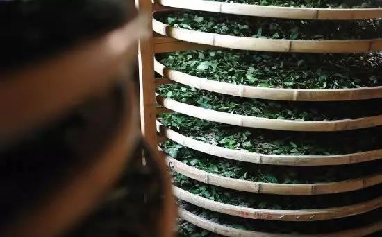 人生苦短,唯此茶与书法不可辜负|广西优质茶叶交流组