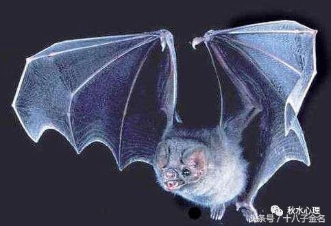 用“老鼠思维”抗击疫情