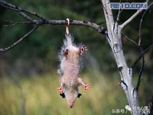 用“老鼠思维”抗击疫情