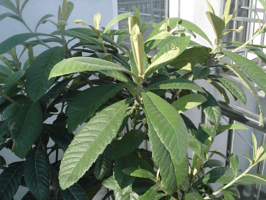 农村常见的树叶煮水喝，原来有这么多的作用，清热、化痰、止咳等都可以。