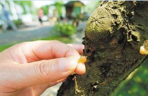 这东西烂在树上都没人要，却比燕窝还补！还是胃病、糖尿病的克星