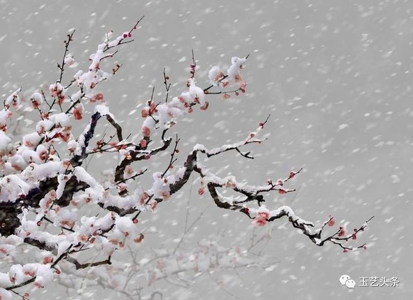 一缕梅花魂,傲然天地间