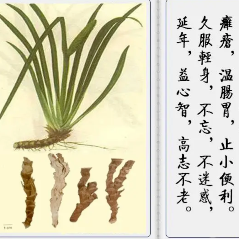 一个增强记忆力的方子，4味药搞定健忘、失眠、盗汗