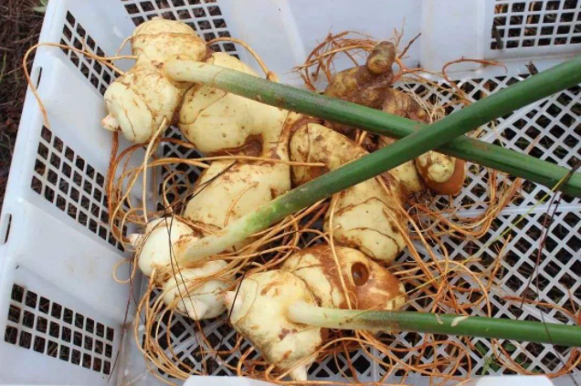 李时珍称它是血.气双.补之王，男女多饮用，受益永无穷！