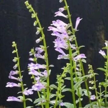 每日一味抗癌中药：半枝莲的神奇功效与作用