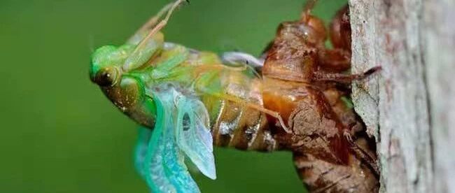 一味中药是虫子脱下的壳，能够清热利咽，对眼睛、惊厥、皮疹效果很好哦~