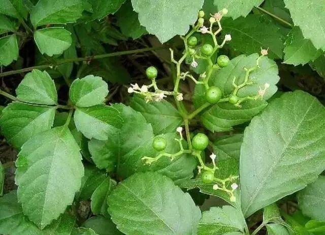 能够返老还童的十二味中药，收了吧！